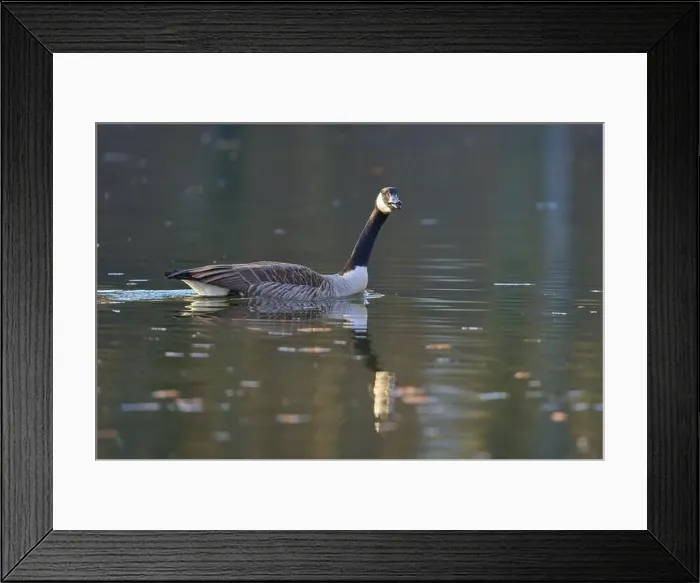 Framed Print : Canada goose (Branta canadensis) Framed Print : Canada goose (Branta canadensis)