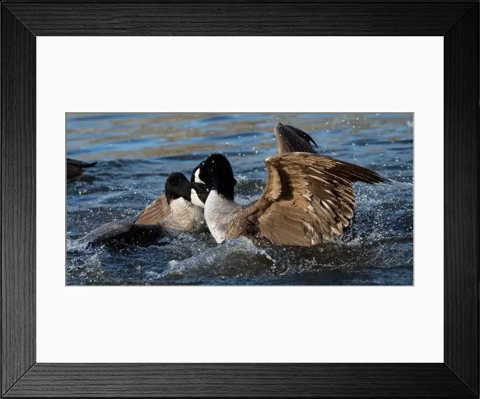 Framed Print : Bagarre de Bernache du Canada - Branta canadensis - Canada Goose fight fighting Framed Print : Bagarre de Bernache du Canada - Branta canadensis - Canada Goose fight fighting
