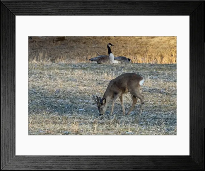 Framed Print : Roe deer foraging on a field with canada geeze Framed Print : Roe deer foraging on a field with canada geeze