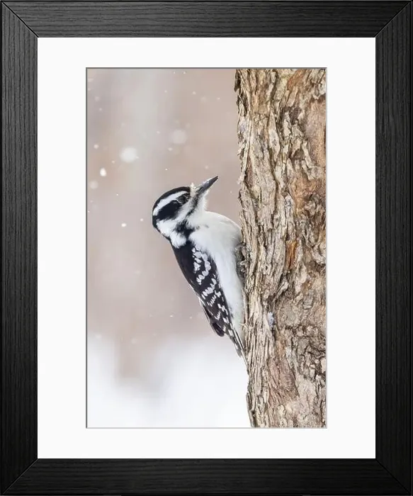 Framed Print : hairy woodpecker (Leuconotopicus villosus) in winter storm Framed Print : hairy woodpecker (Leuconotopicus villosus) in winter storm