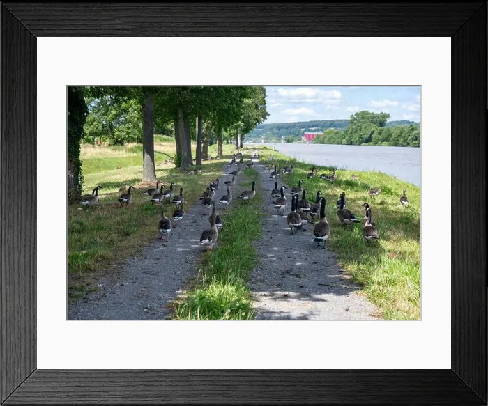 Framed Print : A lot of Canada geese ( Branta canadensis ) walking on a dirt road near the river bank Framed Print : A lot of Canada geese ( Branta canadensis ) walking on a dirt road near the river bank
