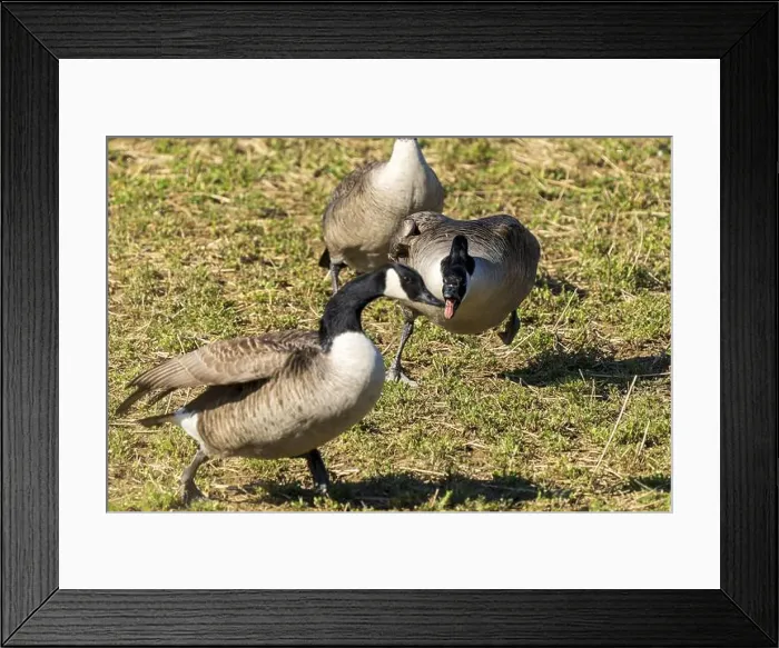 Framed Print : Three geese in a meadow in the sun Framed Print : Three geese in a meadow in the sun