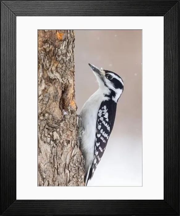 Framed Print : hairy woodpecker (Leuconotopicus villosus) in winter storm Framed Print : hairy woodpecker (Leuconotopicus villosus) in winter storm