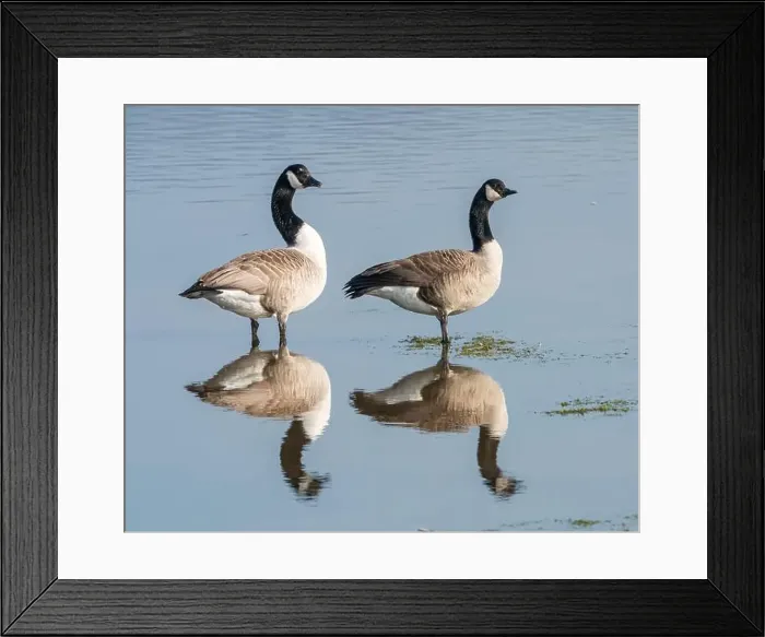 Framed Print : Pair of Canada Geese (Branta canadensis) Framed Print : Pair of Canada Geese (Branta canadensis)