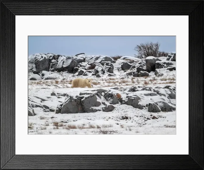Framed Print : Polar bear walking along the rocky shoreline of the Hudson Bay near Churchill, Manitoba Framed Print : Polar bear walking along the rocky shoreline of the Hudson Bay near Churchill, Manitoba