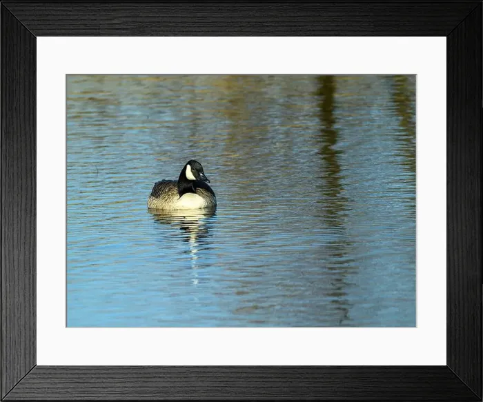 Framed Print : A Canada goose glides effortlessly across a calm pond Framed Print : A Canada goose glides effortlessly across a calm pond