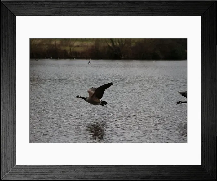 Framed Print : Canadian goose in mid flight and landing on lake in Hainault forest country park Framed Print : Canadian goose in mid flight and landing on lake in Hainault forest country park
