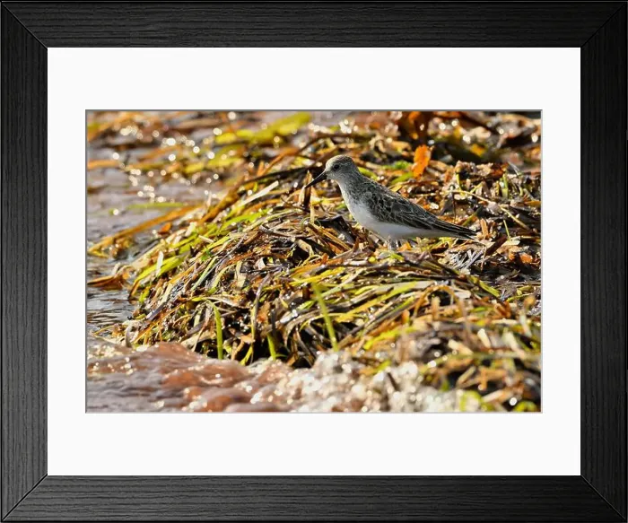 Framed Print : A Semipalmated Sandpiper, Calidris pusilla, foraging in some seaweed on the shore of Prince Edward Island Canada Framed Print : A Semipalmated Sandpiper, Calidris pusilla, foraging in some seaweed on the shore of Prince Edward Island Canada