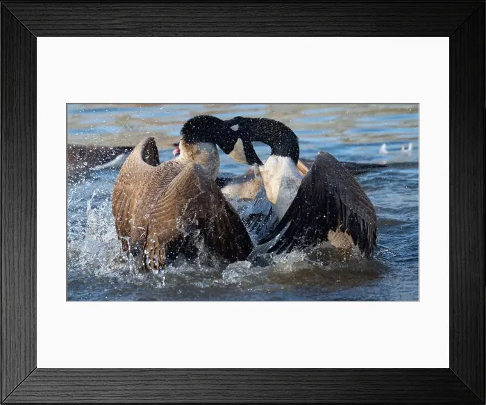 Framed Print : Bagarre de Bernache du Canada - Branta canadensis - Canada Goose fight fighting Framed Print : Bagarre de Bernache du Canada - Branta canadensis - Canada Goose fight fighting