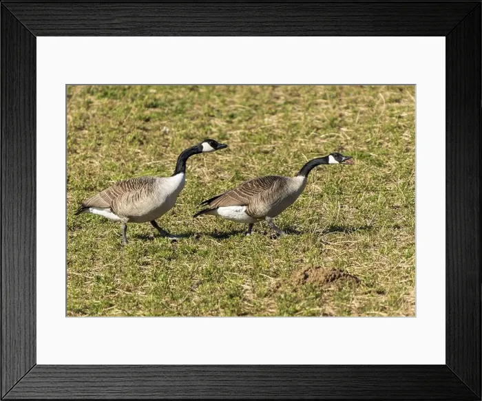 Framed Print : Two geese walking across a grassy meadow, sunny surroundings, Canada goose, (Ardea cinerea), wildlife, Germany, Europe Framed Print : Two geese walking across a grassy meadow, sunny surroundings, Canada goose, (Ardea cinerea), wildlife, Germany, Europe