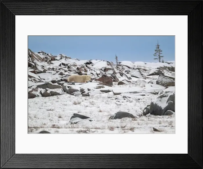Framed Print : Polar bear walking along the rocky shoreline of the Hudson Bay near Churchill, Manitoba Framed Print : Polar bear walking along the rocky shoreline of the Hudson Bay near Churchill, Manitoba