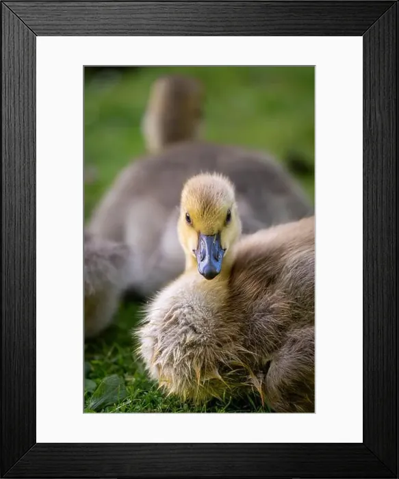 Framed Print : One Canada goose gosling looking at the camera. Canada geese (Branta canadensis) in Kent, UK Framed Print : One Canada goose gosling looking at the camera. Canada geese (Branta canadensis) in Kent, UK