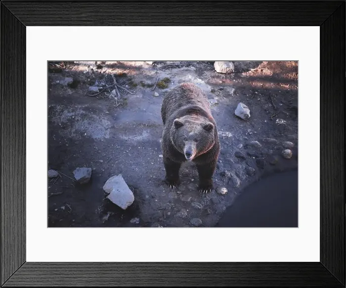 Framed Print : Majestic Grizzly Bear Standing Tall in Natural Habitat Framed Print : Majestic Grizzly Bear Standing Tall in Natural Habitat