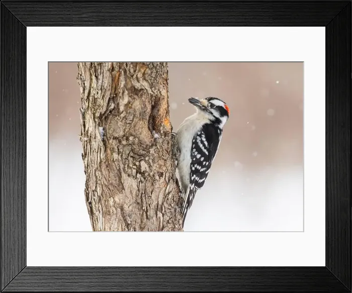 Framed Print : Downy woodpecker (Dryobates pubescens) in winter storm