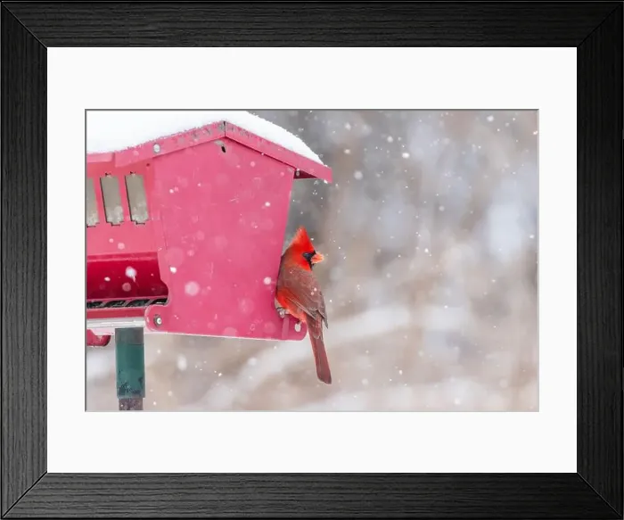 Framed Print : northern cardinal (Cardinalis cardinalis) in winter storm