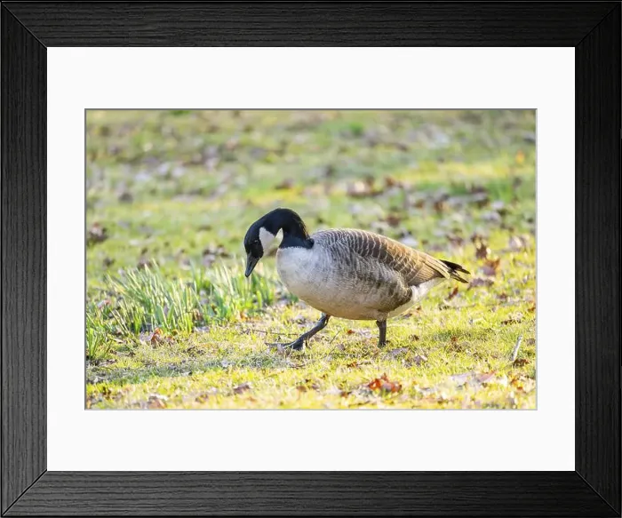Framed Print : Canada goose (Branta canadensis) walking on a meadow in spring, Franconia, Bavaria, Germany, Europe Framed Print : Canada goose (Branta canadensis) walking on a meadow in spring, Franconia, Bavaria, Germany, Europe