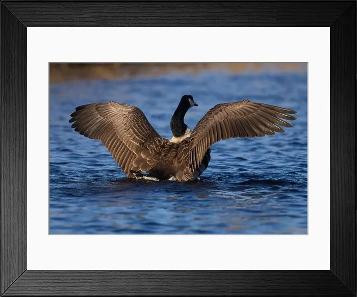 Framed Print : Canada Goose (Branta canadensis) stretching its wings on a lake on the Somerset Levels in Somerset, United Kingdom Framed Print : Canada Goose (Branta canadensis) stretching its wings on a lake on the Somerset Levels in Somerset, United Kingdom