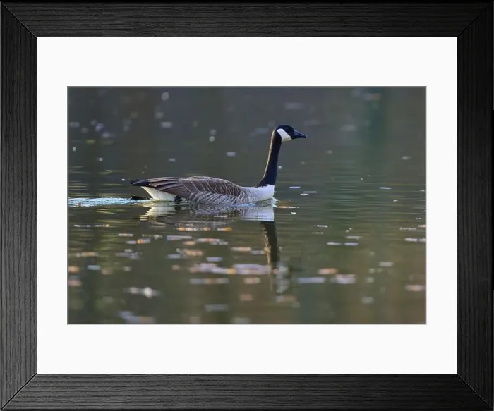 Framed Print : Canada goose (Branta canadensis), a goose swimming calmly on a still body of water, spring, Bavaria, Germany, Europe Framed Print : Canada goose (Branta canadensis), a goose swimming calmly on a still body of water, spring, Bavaria, Germany, Europe