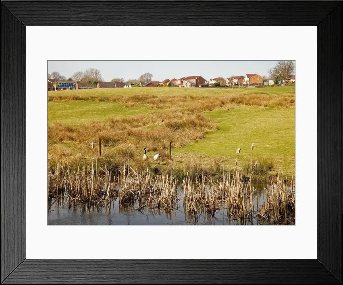 Framed Print : A pair of Canada Geese stand beside the water with grassy fields leading up hill to houses in the distance Framed Print : A pair of Canada Geese stand beside the water with grassy fields leading up hill to houses in the distance