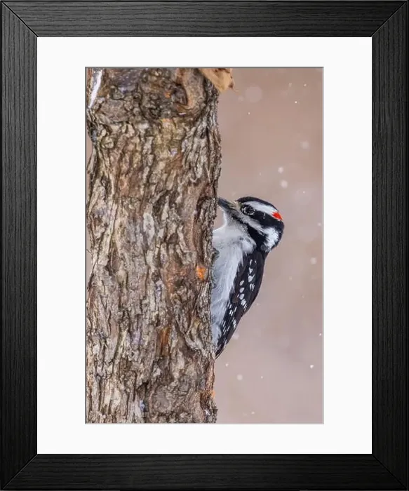 Framed Print : hairy woodpecker (Leuconotopicus villosus) in winter storm Framed Print : hairy woodpecker (Leuconotopicus villosus) in winter storm