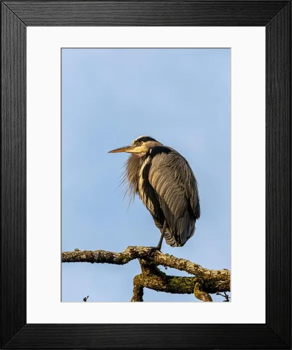 Framed Print : Blue Heron at Swan Lake, Victoria British Columbia Framed Print : Blue Heron at Swan Lake, Victoria British Columbia