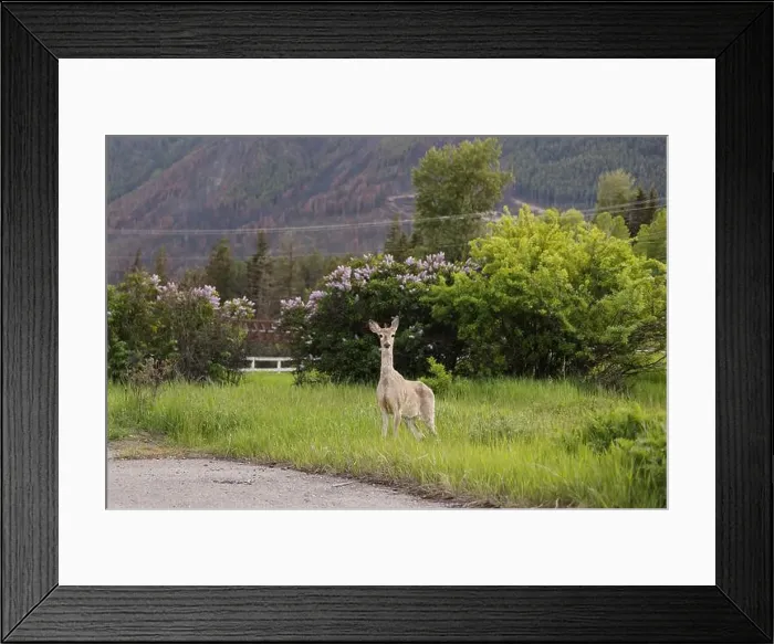 Framed Print : Thin, malnourished mule deer stands by old wild fire zone Framed Print : Thin, malnourished mule deer stands by old wild fire zone