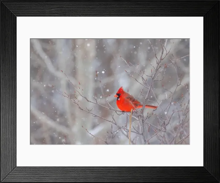 Framed Print : northern cardinal (Cardinalis cardinalis) in winter storm