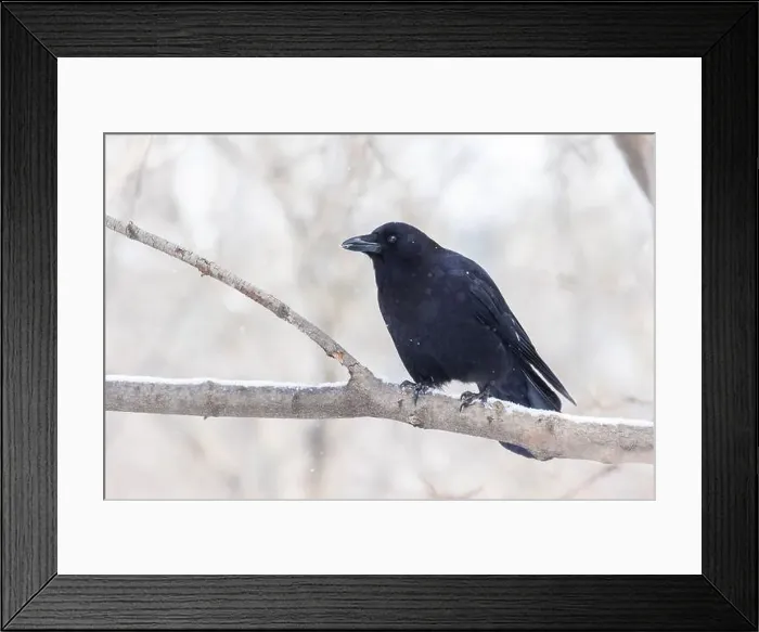 Framed Print : American crow (Corvus brachyrhynchos) in winter Framed Print : American crow (Corvus brachyrhynchos) in winter