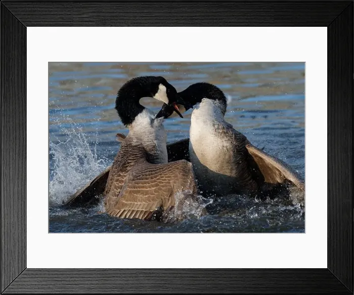 Framed Print : Bagarre de Bernache du Canada - Branta canadensis - Canada Goose fight fighting Framed Print : Bagarre de Bernache du Canada - Branta canadensis - Canada Goose fight fighting