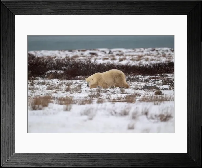 Framed Print : A polar bear walking through snow covered ground with Hudson Bay in the background near Churchill, Manitoba Framed Print : A polar bear walking through snow covered ground with Hudson Bay in the background near Churchill, Manitoba