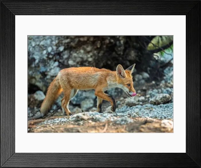 Framed Print : Red fox, vulpes vulpes in forest. Wild animal in natural environment. Wildlife scene from nature