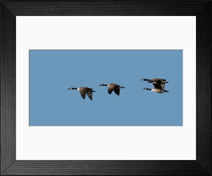 Framed Print : a group of canada geese in flight Framed Print : a group of canada geese in flight
