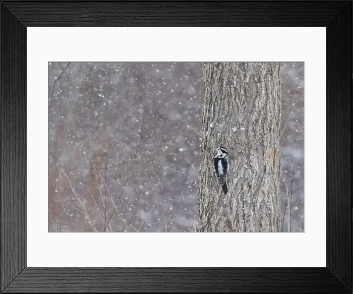 Framed Print : Downy woodpecker (Dryobates pubescens) in winter storm Framed Print : Downy woodpecker (Dryobates pubescens) in winter storm