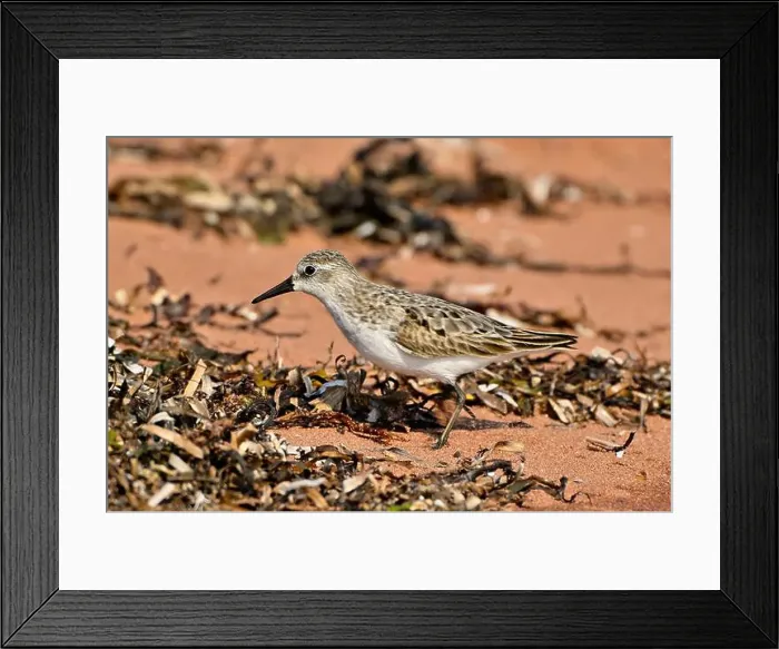 Framed Print : A Semipalmated Sandpiper, Calidris pusilla, foraging in some seaweed on the west shore of Prince Edward Island Canada Framed Print : A Semipalmated Sandpiper, Calidris pusilla, foraging in some seaweed on the west shore of Prince Edward Island Canada