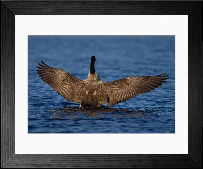 Framed Print : Canada Goose (Branta canadensis) stretching its wings on a lake on the Somerset Levels in Somerset, United Kingdom