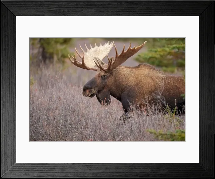 Framed Print : Majestic Bull Moose in Natural Habitat During Daylight Framed Print : Majestic Bull Moose in Natural Habitat During Daylight