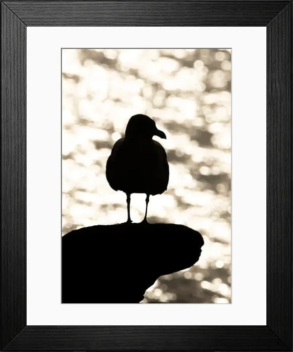 Framed Print : Seagull Silhouette at Esquamalt Lagoon, Victoria BC Framed Print : Seagull Silhouette at Esquamalt Lagoon, Victoria BC