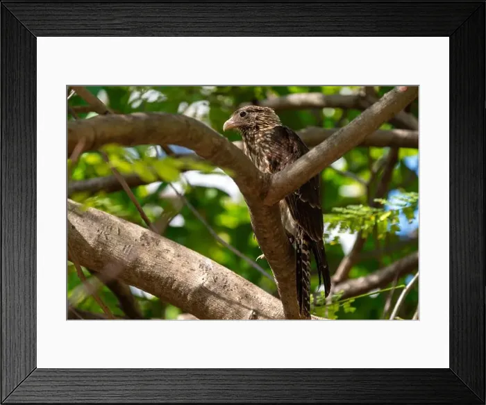 Framed Print : young bird of prey on a tree Framed Print : young bird of prey on a tree