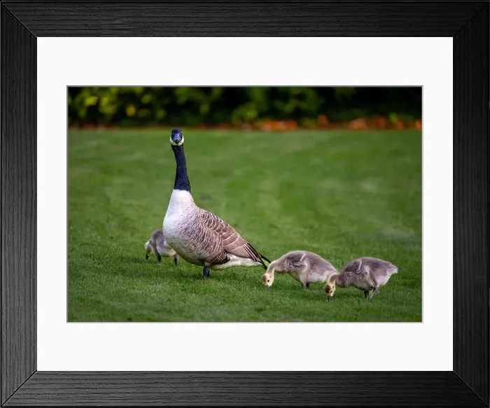 Framed Print : Canada goose family with one adult bird and three goslings standing on grass Framed Print : Canada goose family with one adult bird and three goslings standing on grass