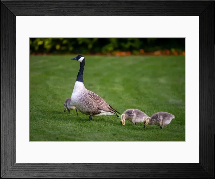 Framed Print : Canada goose family with one adult bird and three goslings standing on grass Framed Print : Canada goose family with one adult bird and three goslings standing on grass