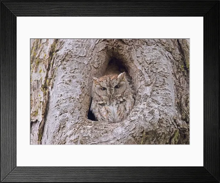 Framed Print : Eastern screech owl slipping in a tree hole, Quebec, Canada Framed Print : Eastern screech owl slipping in a tree hole, Quebec, Canada