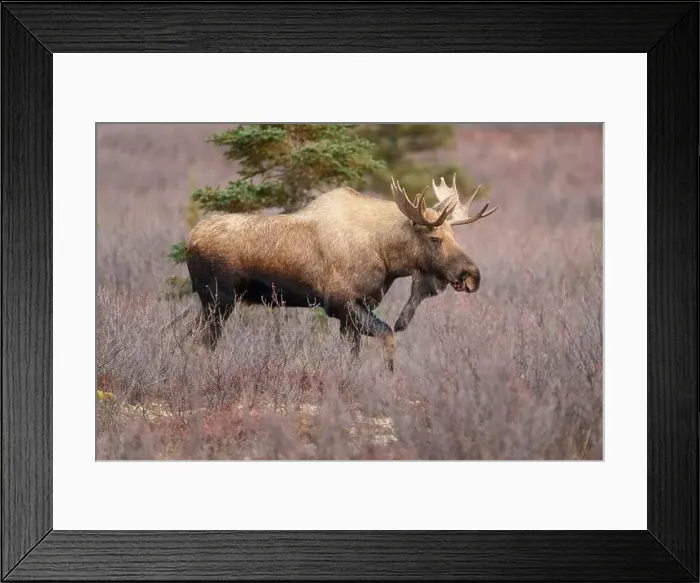 Framed Print : Majestic Moose in Autumn Wilderness, Alces alces in Natural Habi Framed Print : Majestic Moose in Autumn Wilderness, Alces alces in Natural Habi