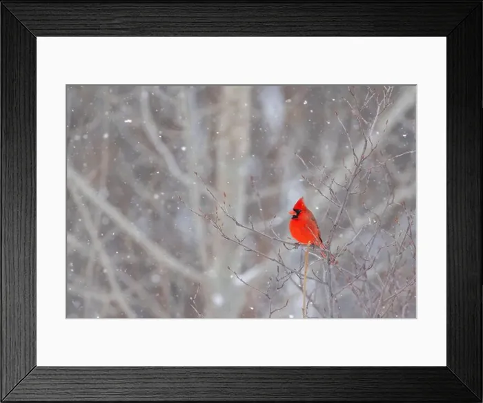 Framed Print : northern cardinal (Cardinalis cardinalis) in winter storm