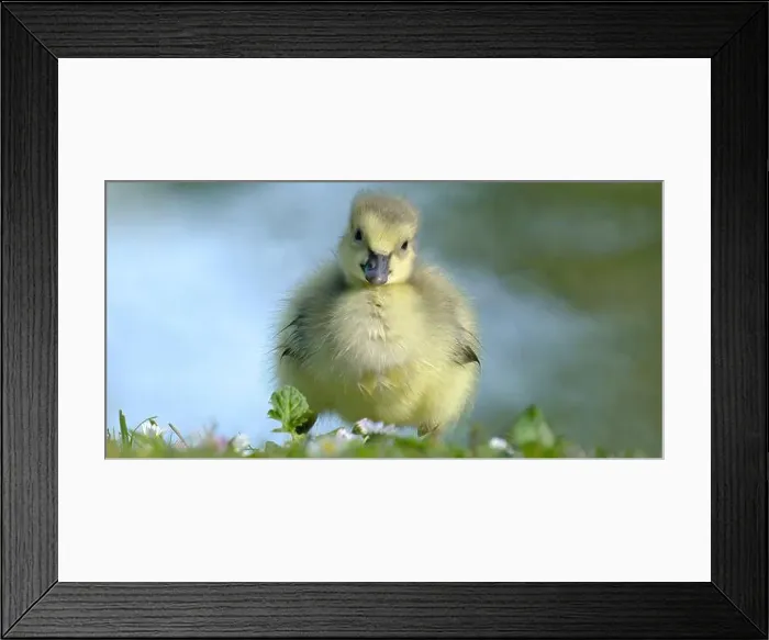 Framed Print : poussin bébé Bernache du Canada - Branta canadensis - baby chick Canada Goose Framed Print : poussin bébé Bernache du Canada - Branta canadensis - baby chick Canada Goose
