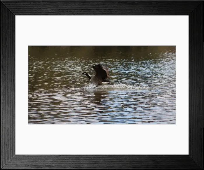 Framed Print : Canadian goose in mid flight and landing on lake in Hainault forest country park Framed Print : Canadian goose in mid flight and landing on lake in Hainault forest country park