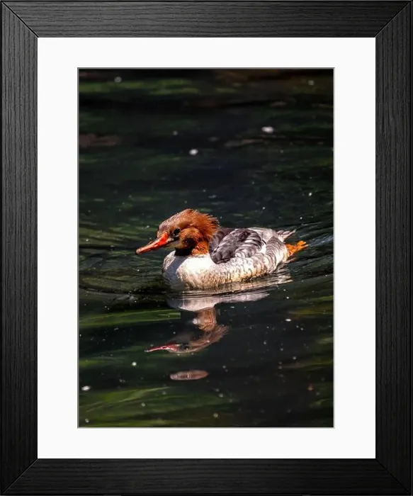 Framed Print : The Common Merganser (Mergus merganser) is a diving duck found in North America and Eurasia Framed Print : The Common Merganser (Mergus merganser) is a diving duck found in North America and Eurasia