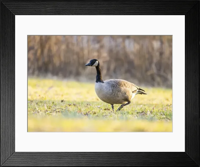 Framed Print : Canada goose (Branta canadensis) walking on a meadow in spring, Franconia, Bavaria, Germany, Europe