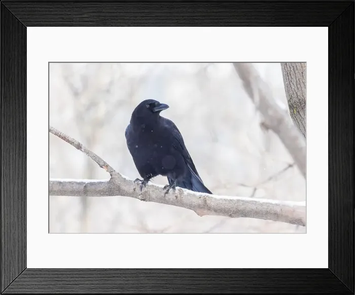 Framed Print : American crow (Corvus brachyrhynchos) in winter Framed Print : American crow (Corvus brachyrhynchos) in winter