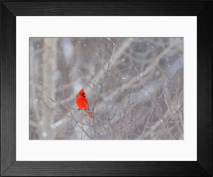 Framed Print : northern cardinal (Cardinalis cardinalis) in winter storm Framed Print : northern cardinal (Cardinalis cardinalis) in winter storm