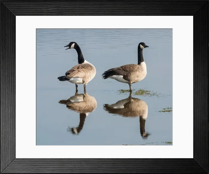 Framed Print : Pair of Canada Geese (Branta canadensis) Framed Print : Pair of Canada Geese (Branta canadensis)